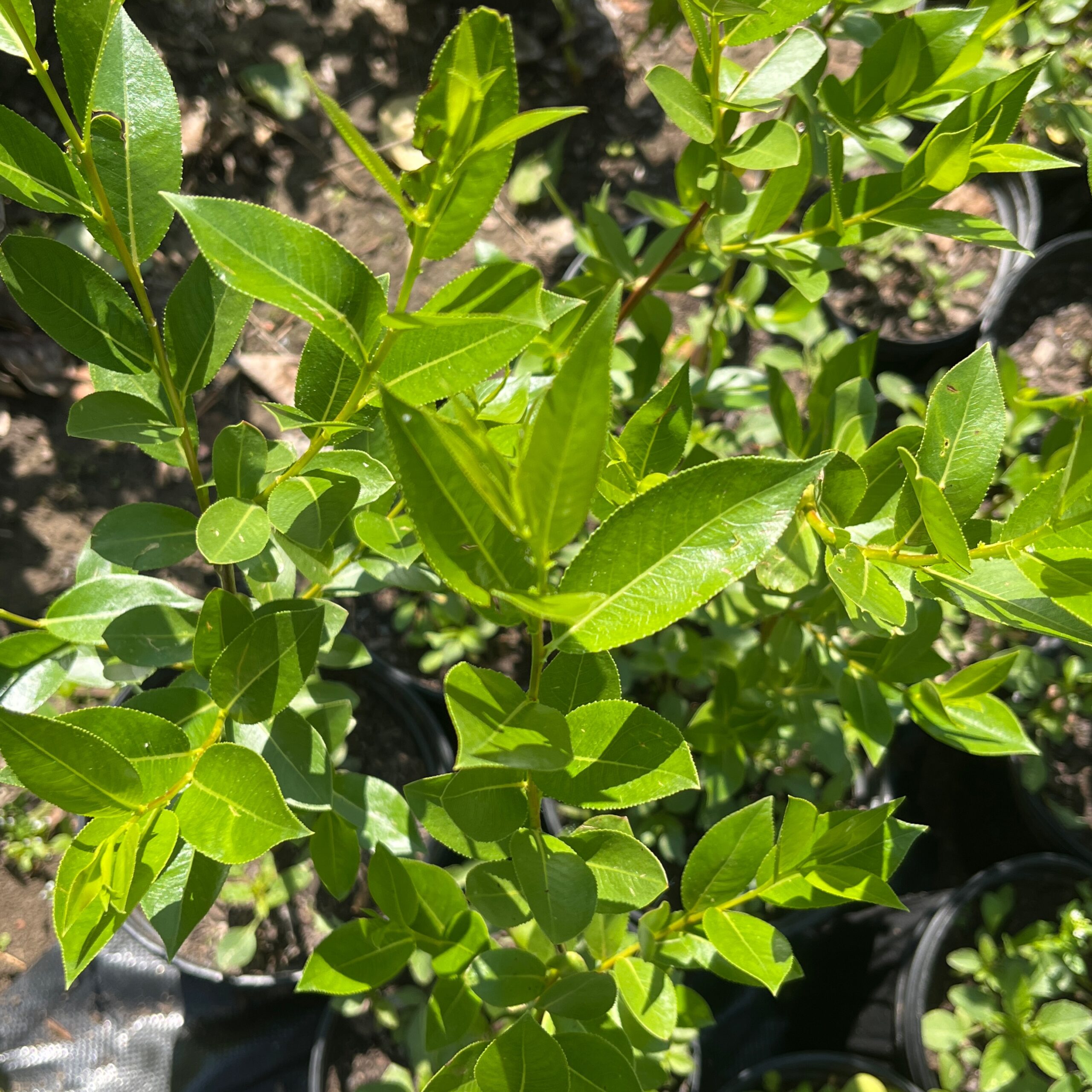 Laurel Leaf Willow* - Namaka Ridge Homestead Tree Farm