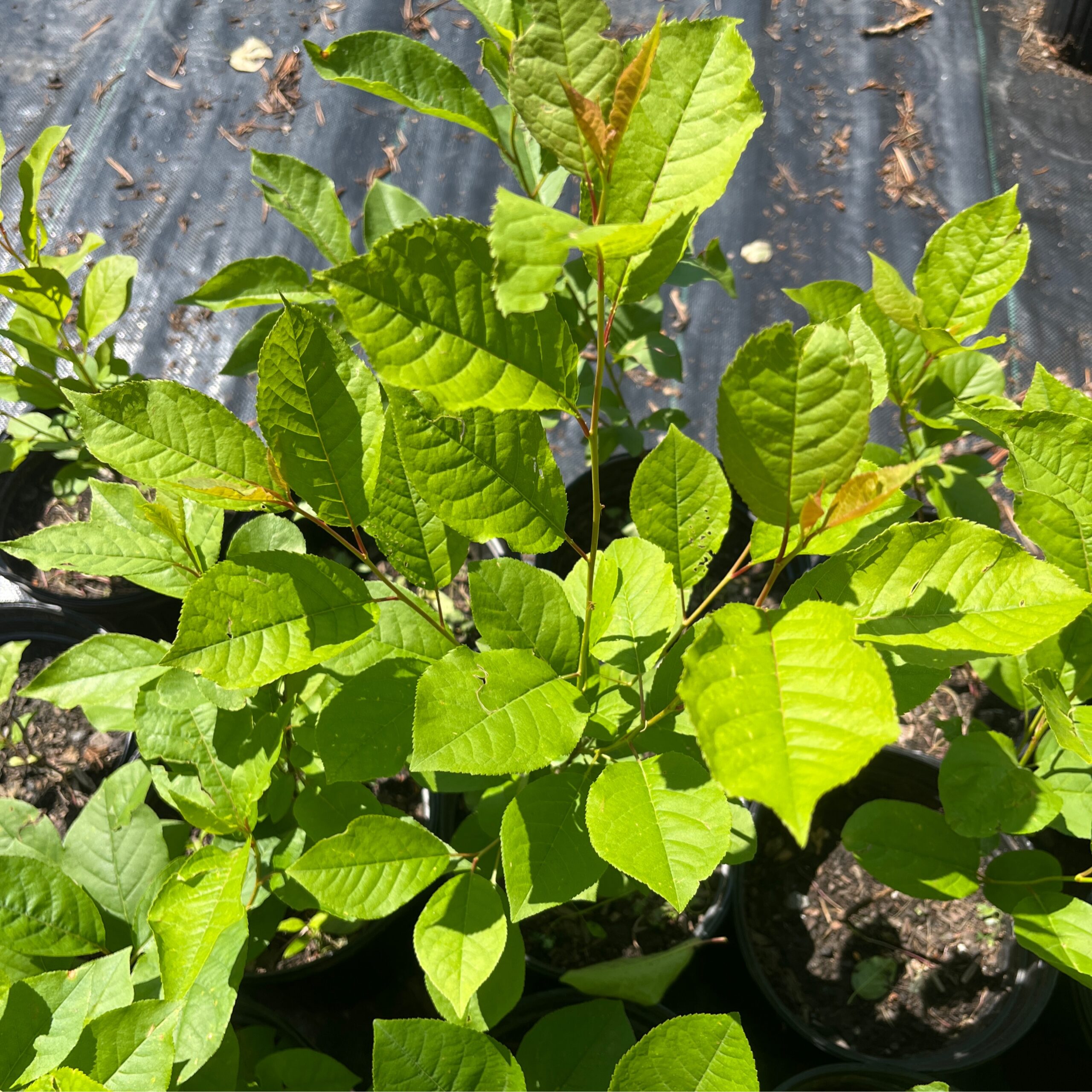 Boughens Golden Chokecherry - Namaka Ridge Homestead Tree Farm